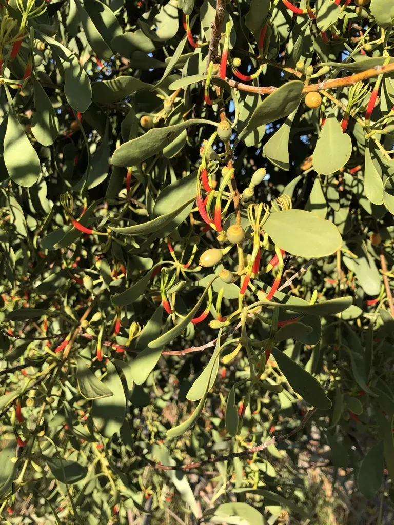Flat-leaved Mistletoe
