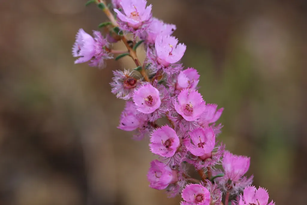 Verticordia Pennigera