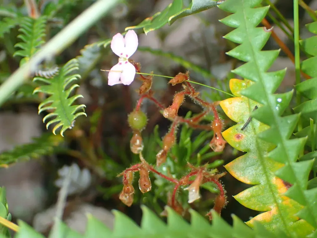 Pink Mountain Triggerplant