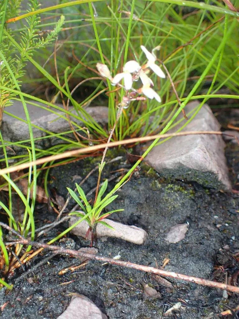 Stylidium Glandulosissimum
