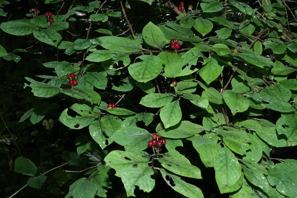 Lonicera Steveniana