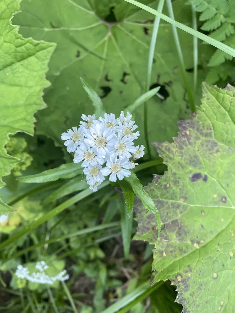 Achillea Biserrata