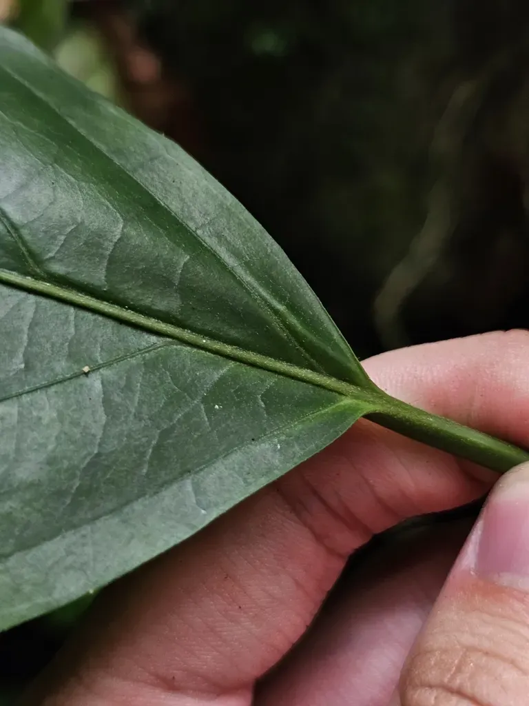Claoxylon Longifolium