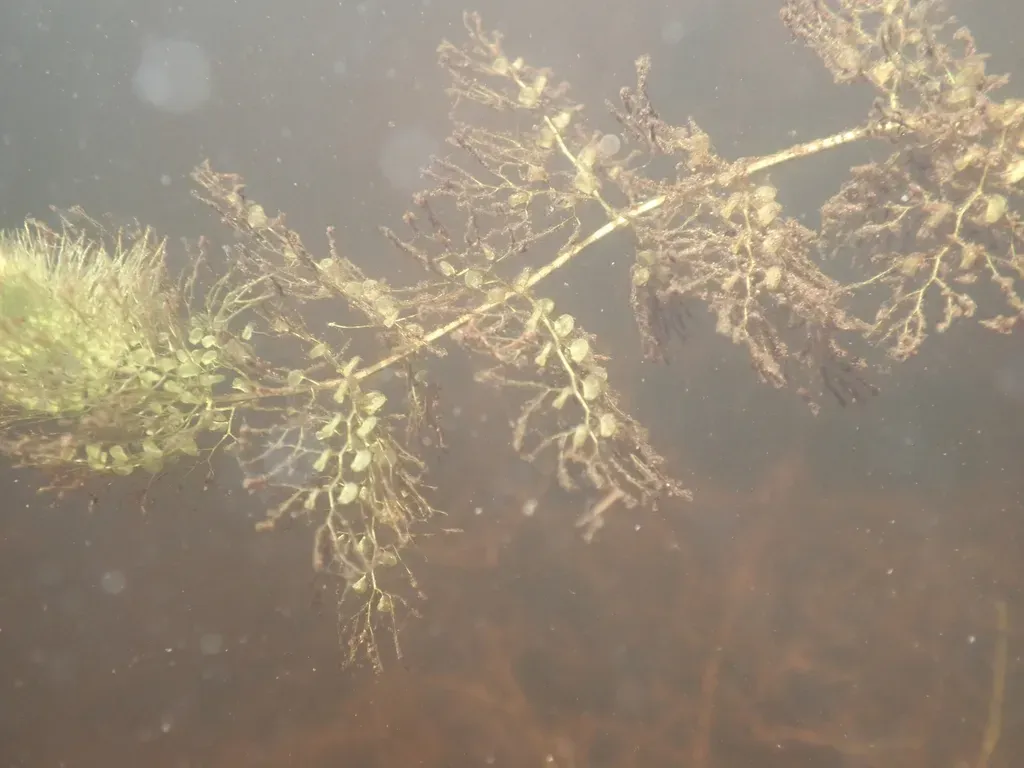 Yellow Bladderwort