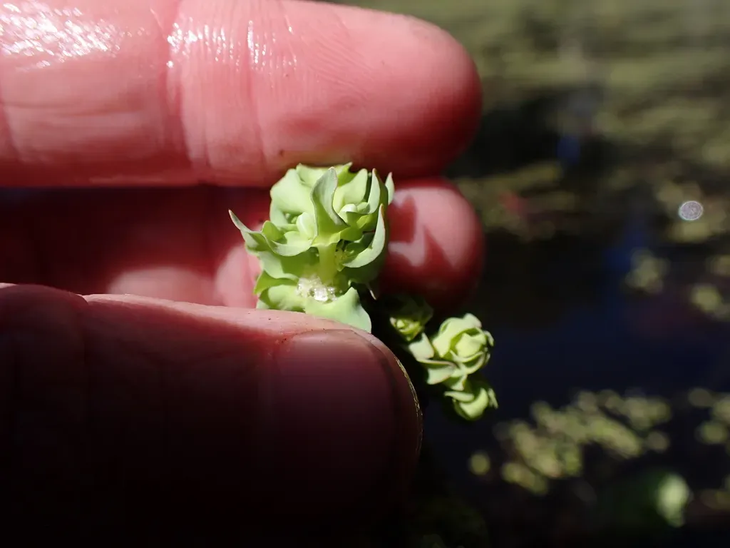 Myriophyllum Caput-medusae