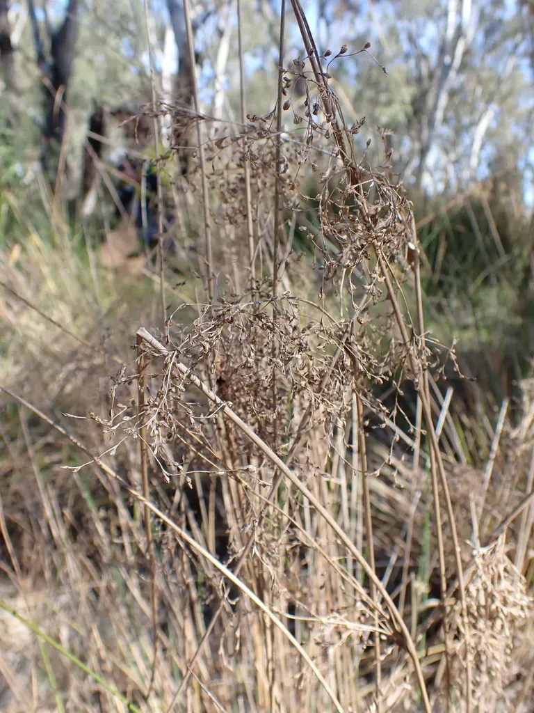Juncus Aridicola