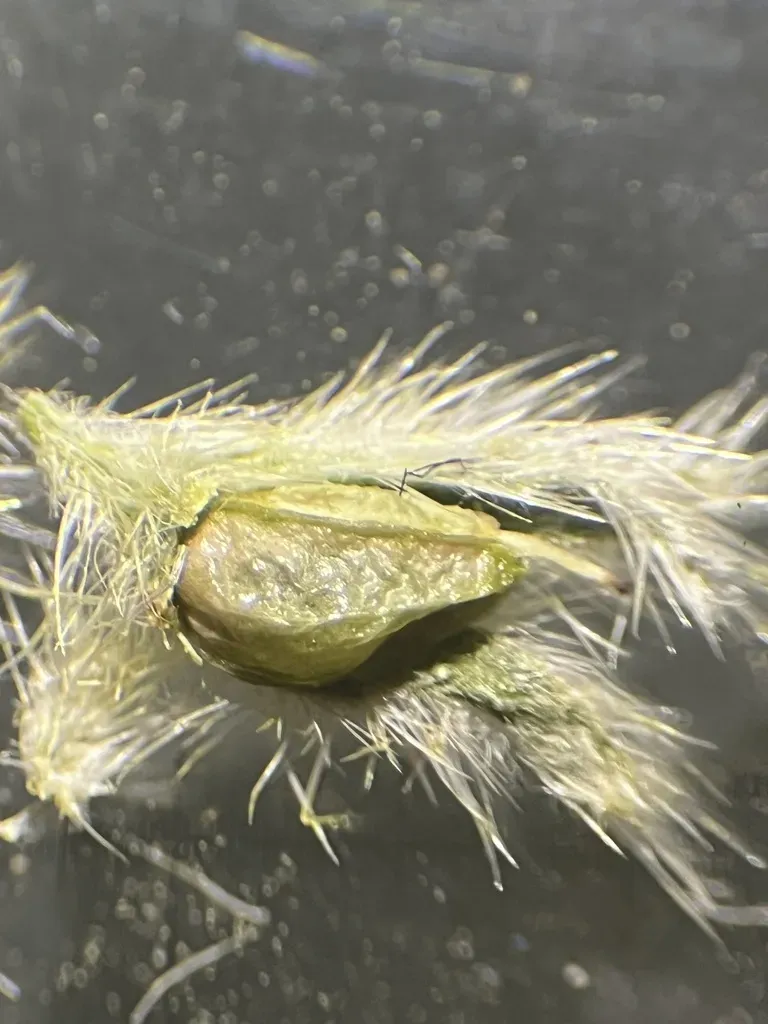 Waterton Lakes Cryptantha