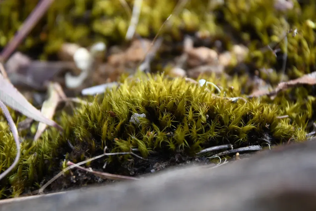 Campylopus Torquatus