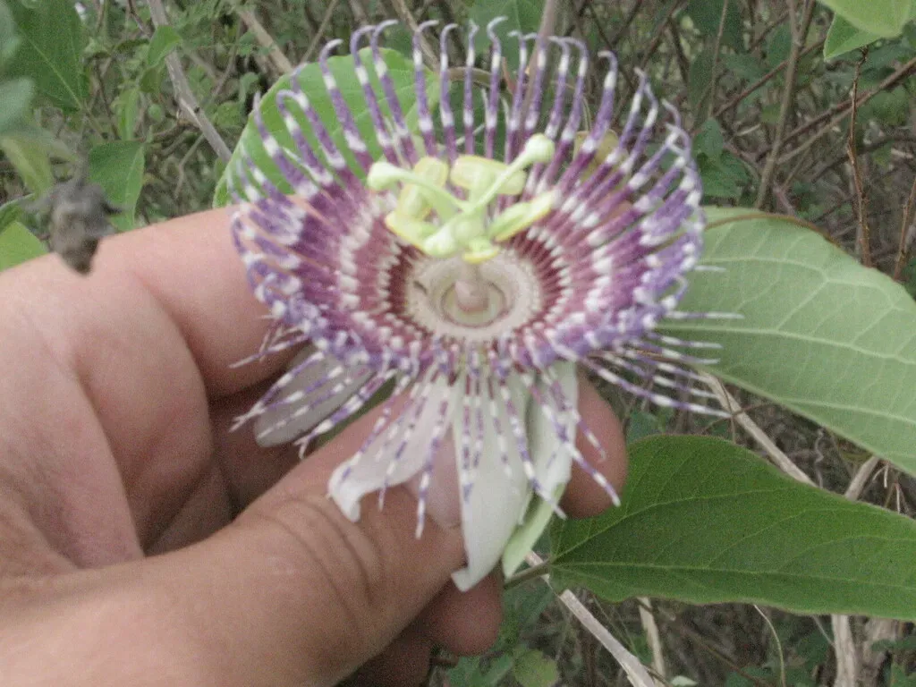 Passiflora Serrulata