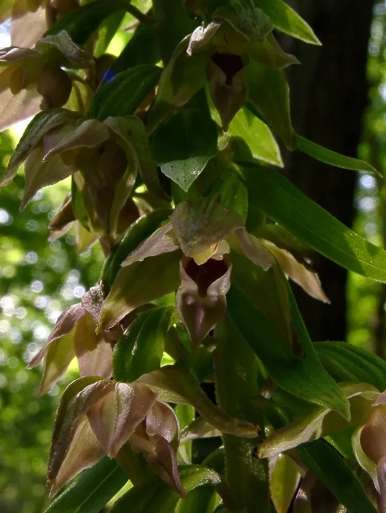 Narrow-lipped Helleborine