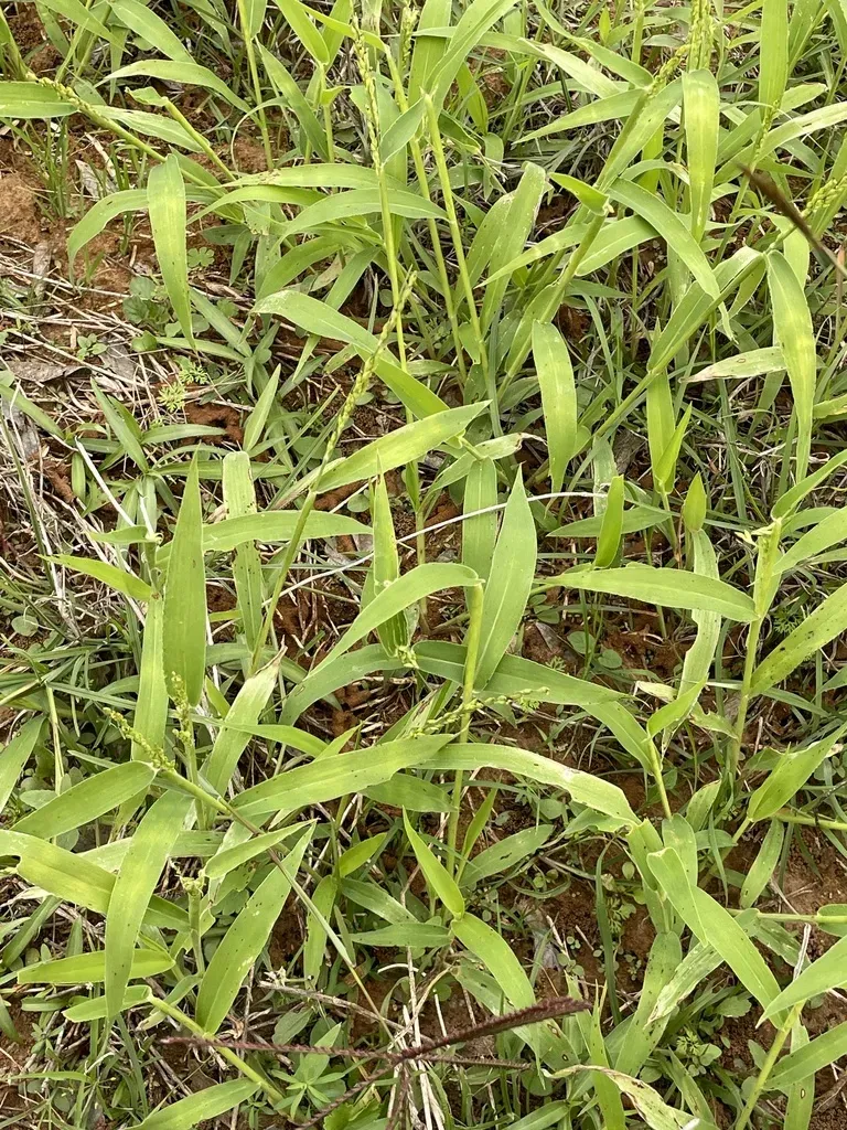 Texas Signalgrass