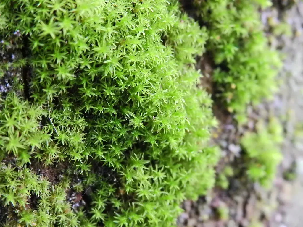 Transparent Fork-moss
