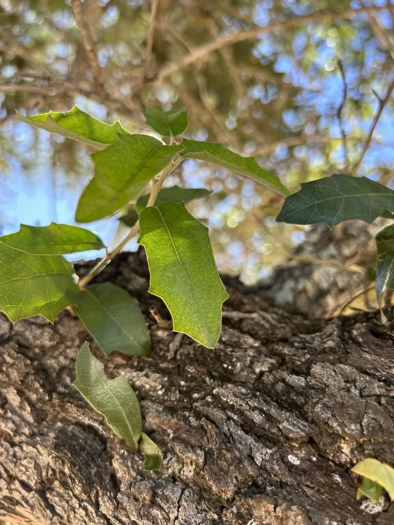 Brandegee Oak