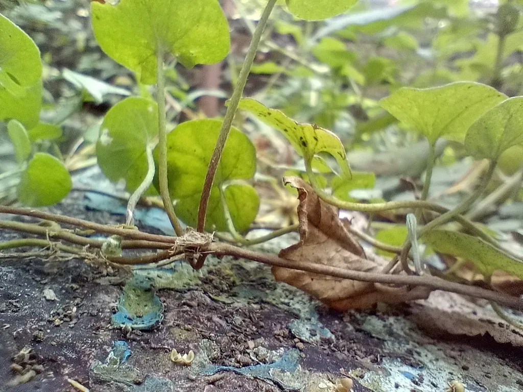 Silverleaf Ponysfoot