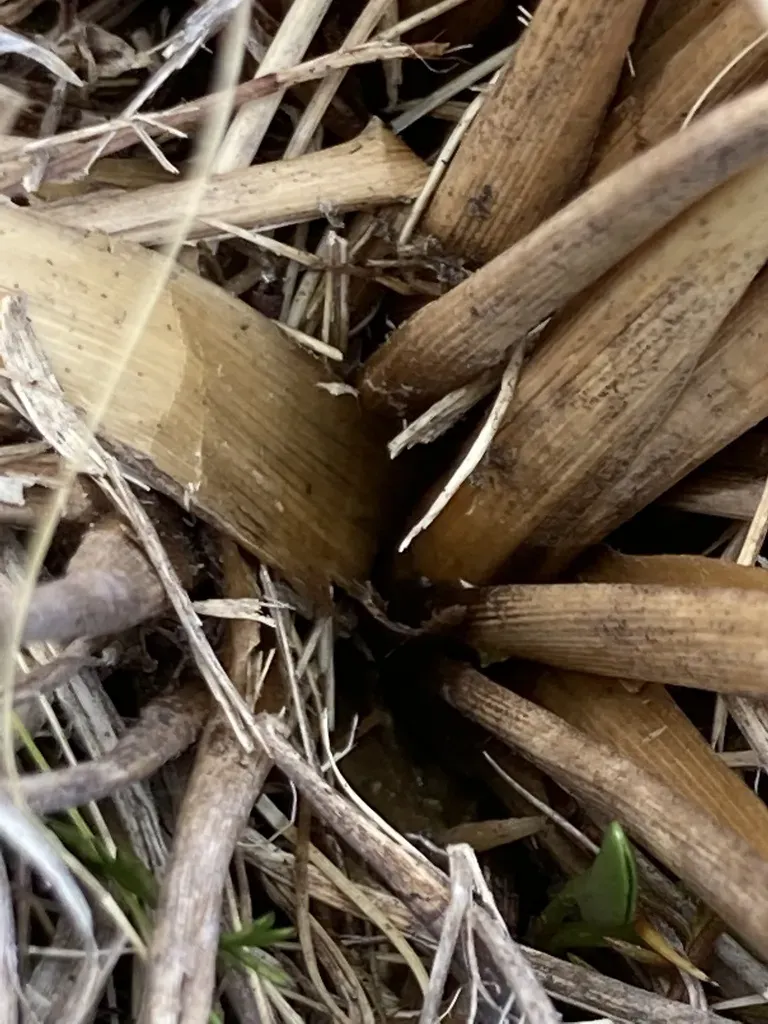 Mid-ribbed Snow Tussock