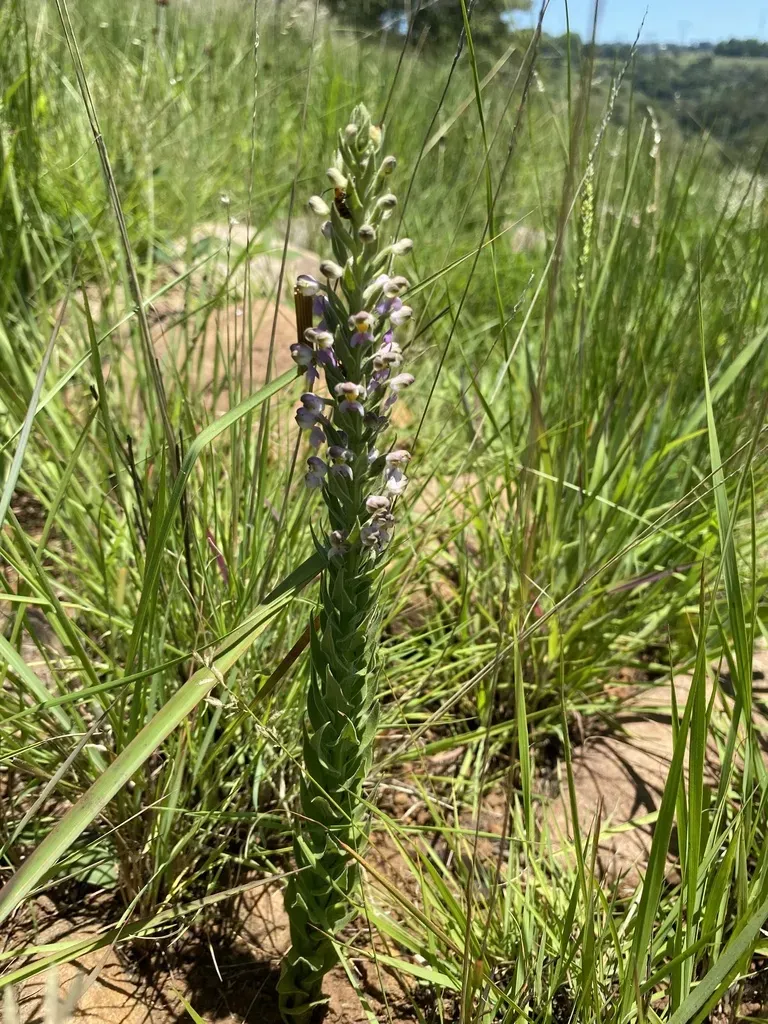 Hairy Helmet Orchid
