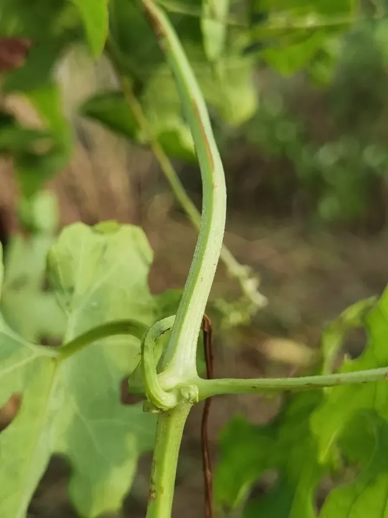 Luffa Quinquefida