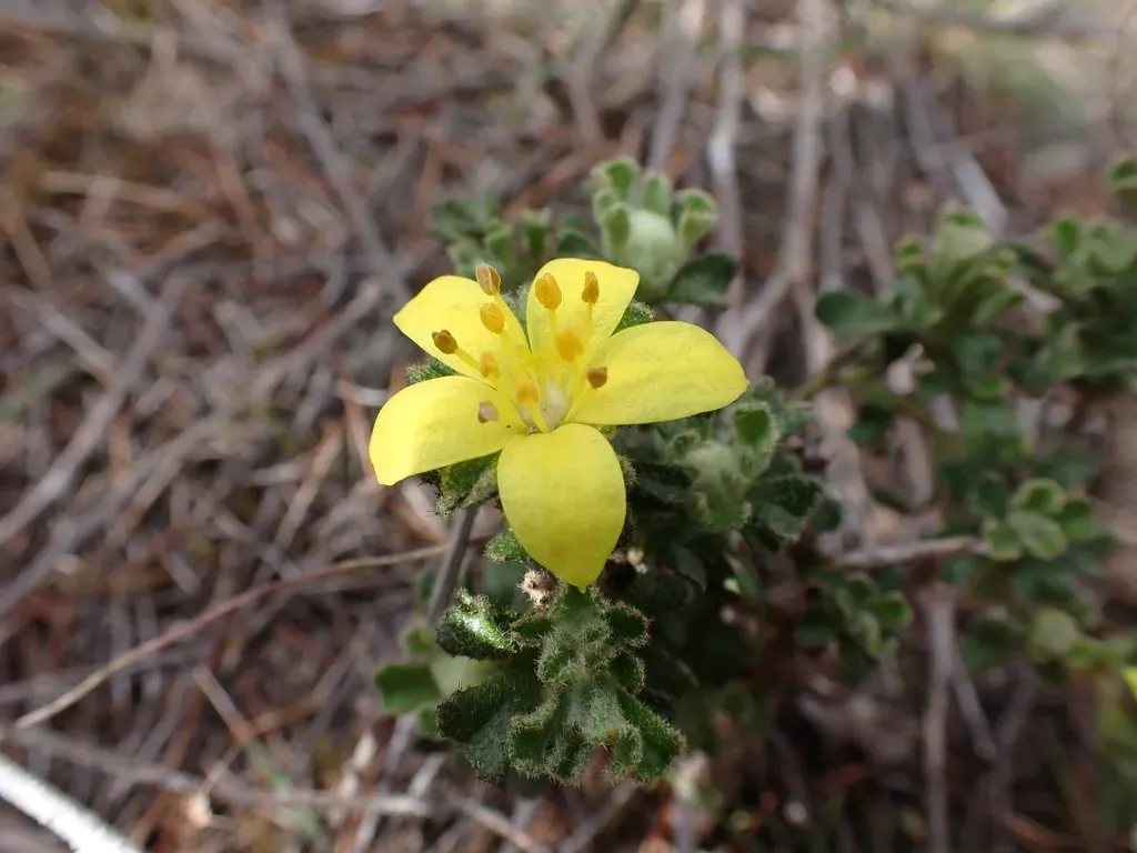 Asterolasia Phebalioides
