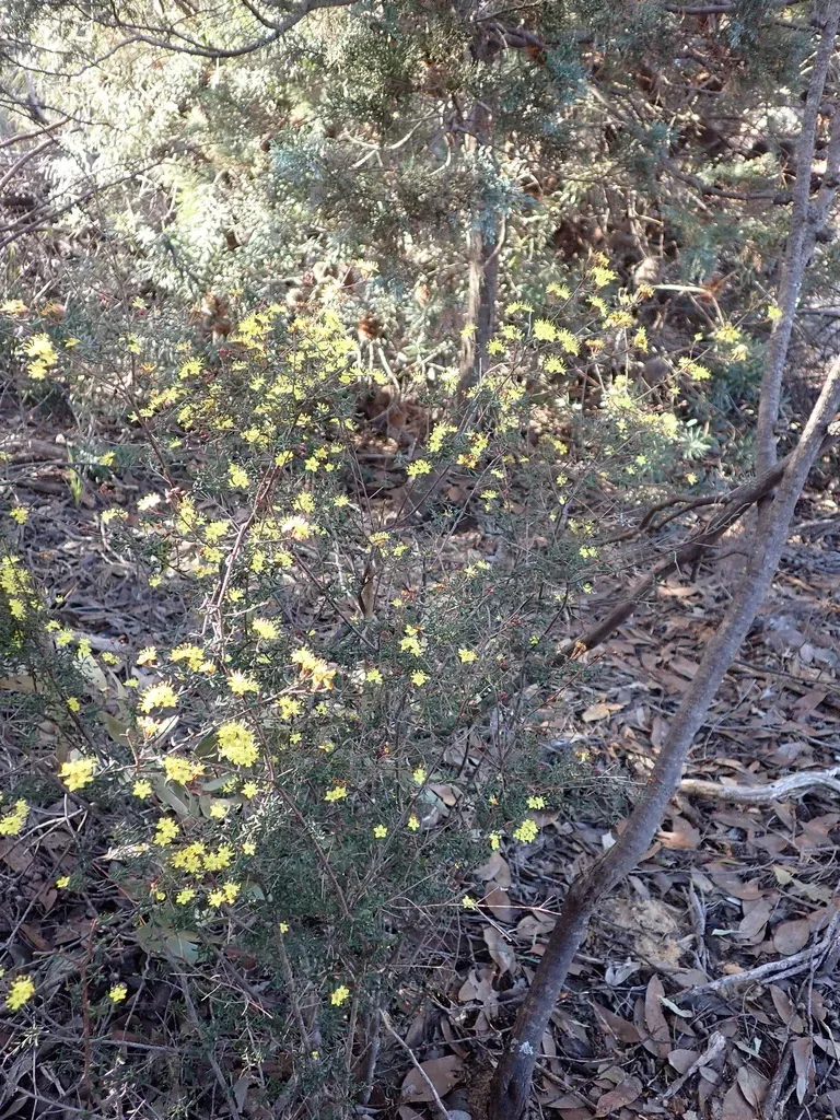 Phebalium Stenophyllum