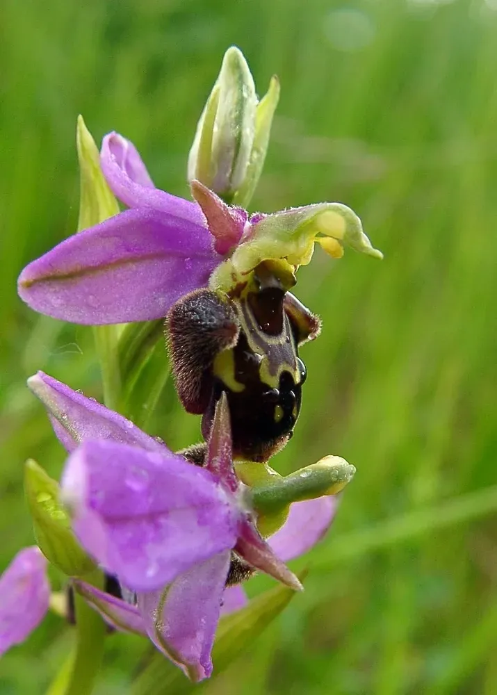 Ophrys × Albertiana