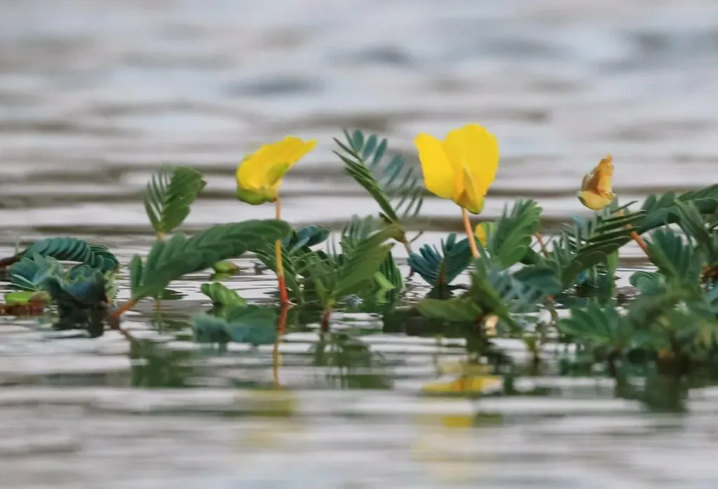 Floating Sensitive Plant