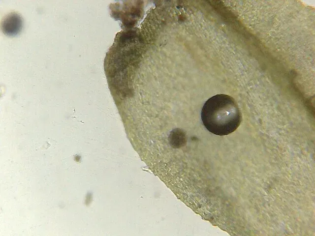 Lesser Striated Feather-moss