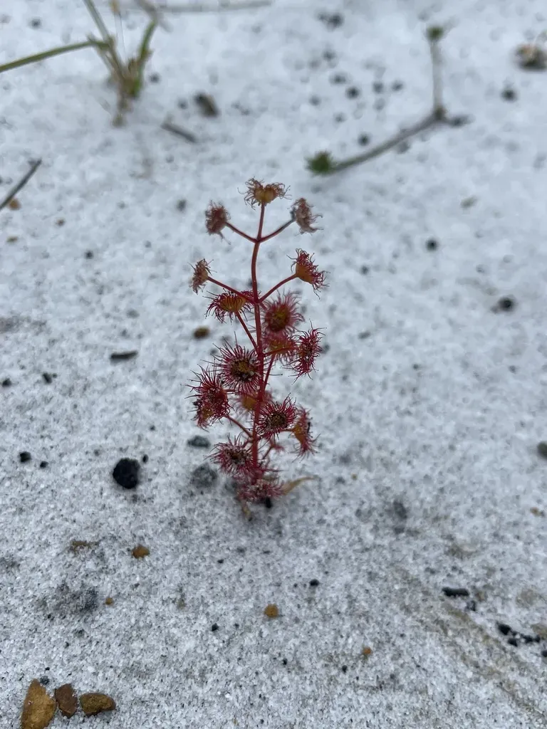 Drosera Fimbriata