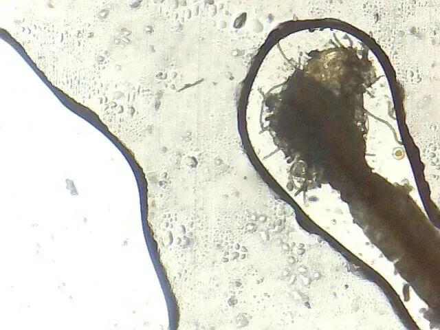 Tortella Fasciculata