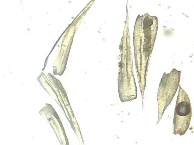 Fine-leaved Erect-capsule Moss