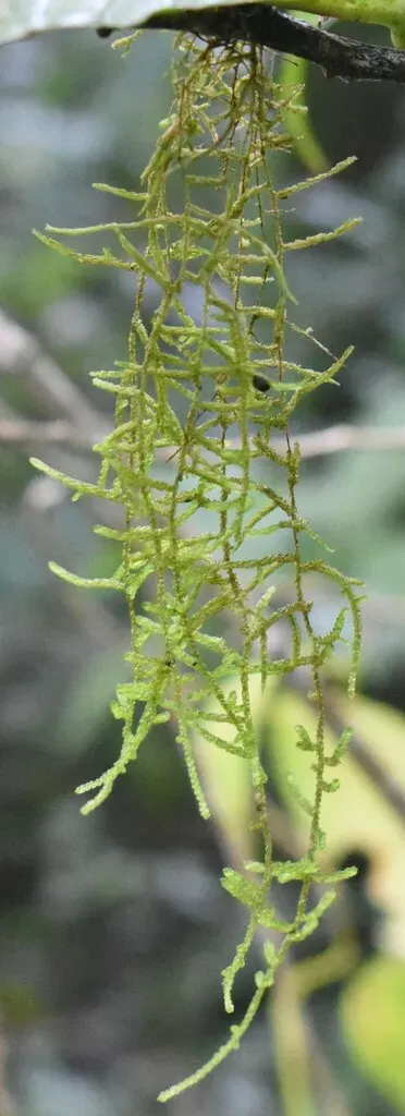 Orthostichella Versicolor