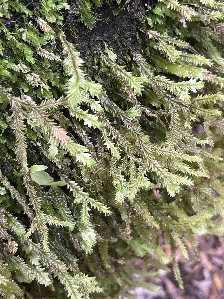 Plagiochila Trispicata