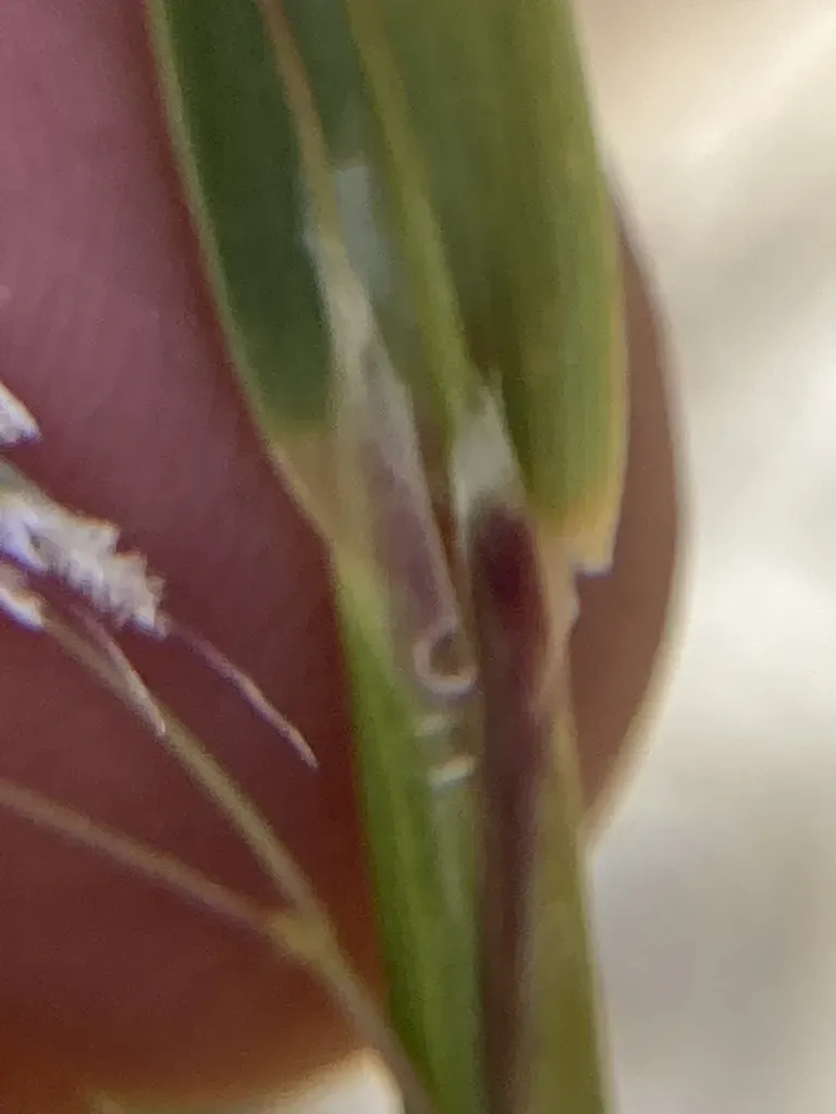 Anthoxanthum Cupreum