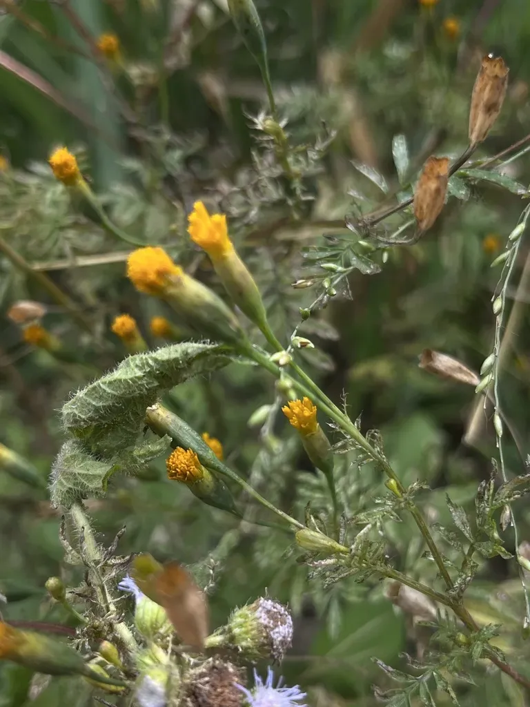 Tagetes Verticillata