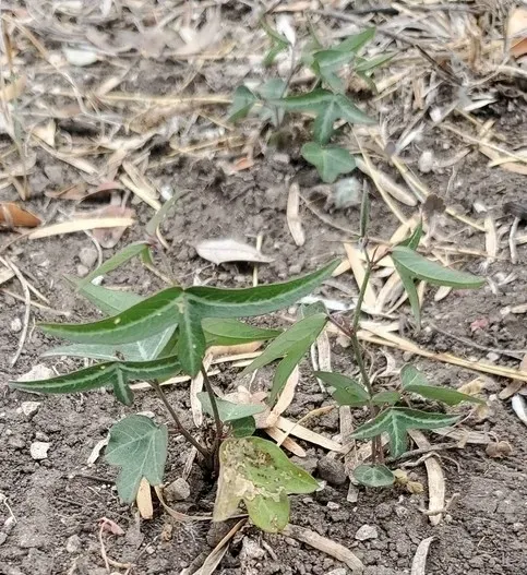 Birdwing Passionflower