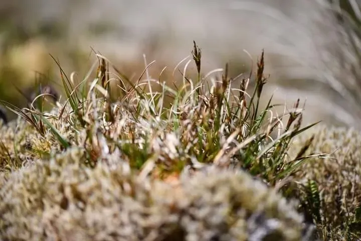Carex Austrocompacta