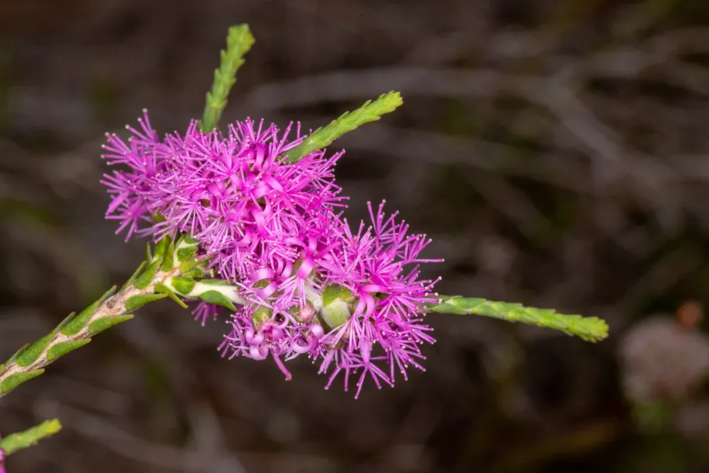 Melaleuca Inops