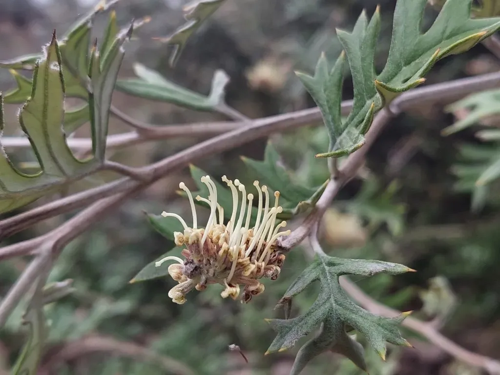 Omeo Grevillea