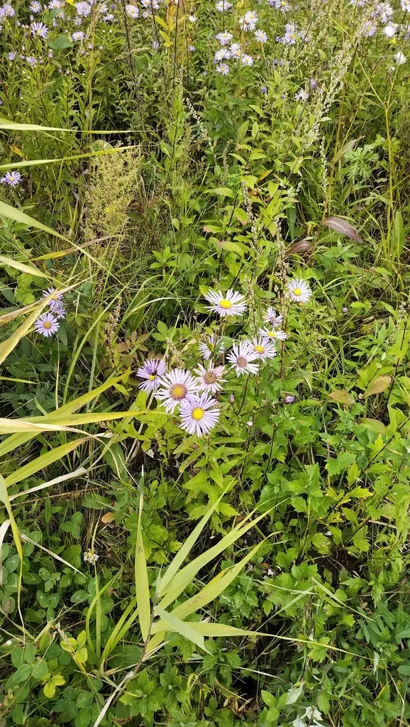 Aster Maackii