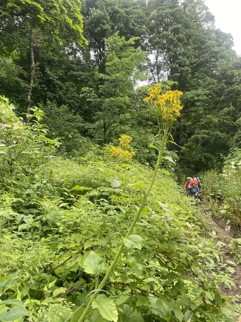 Tephroseris Cladobotrys