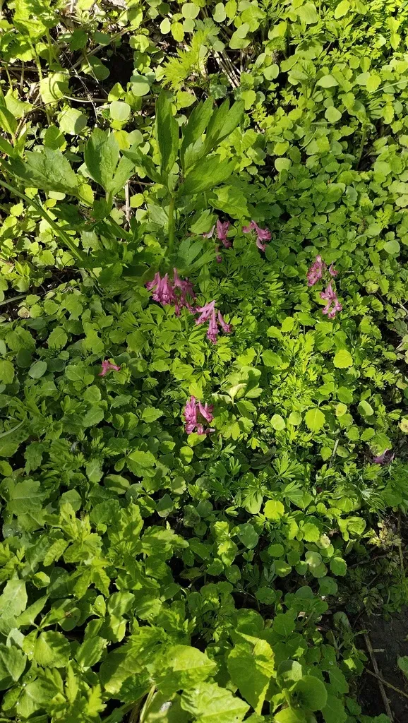 Busch's Corydalis