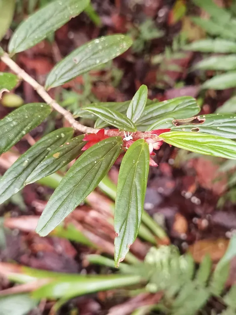 Columnea Querceti