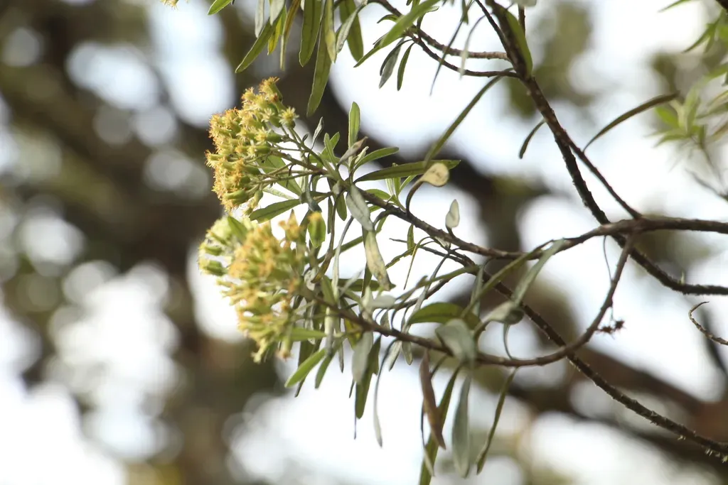 Linochilus Floribundus
