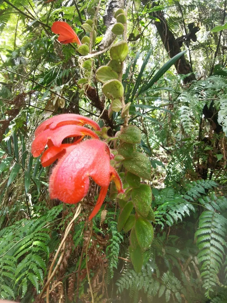 Columnea Gloriosa