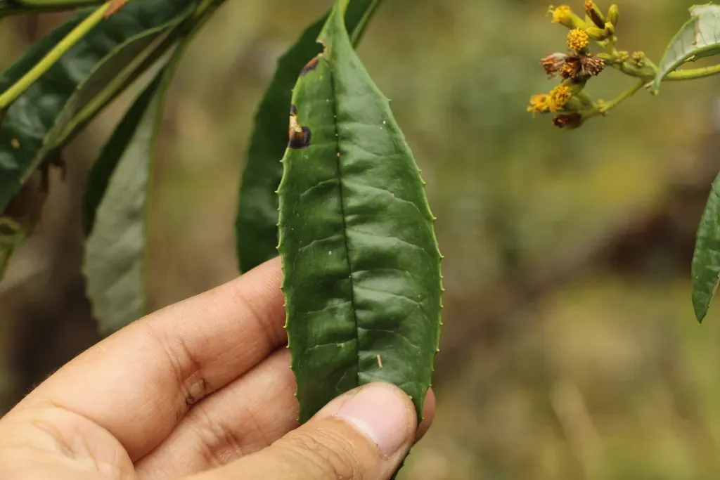 Monticalia Tolimensis