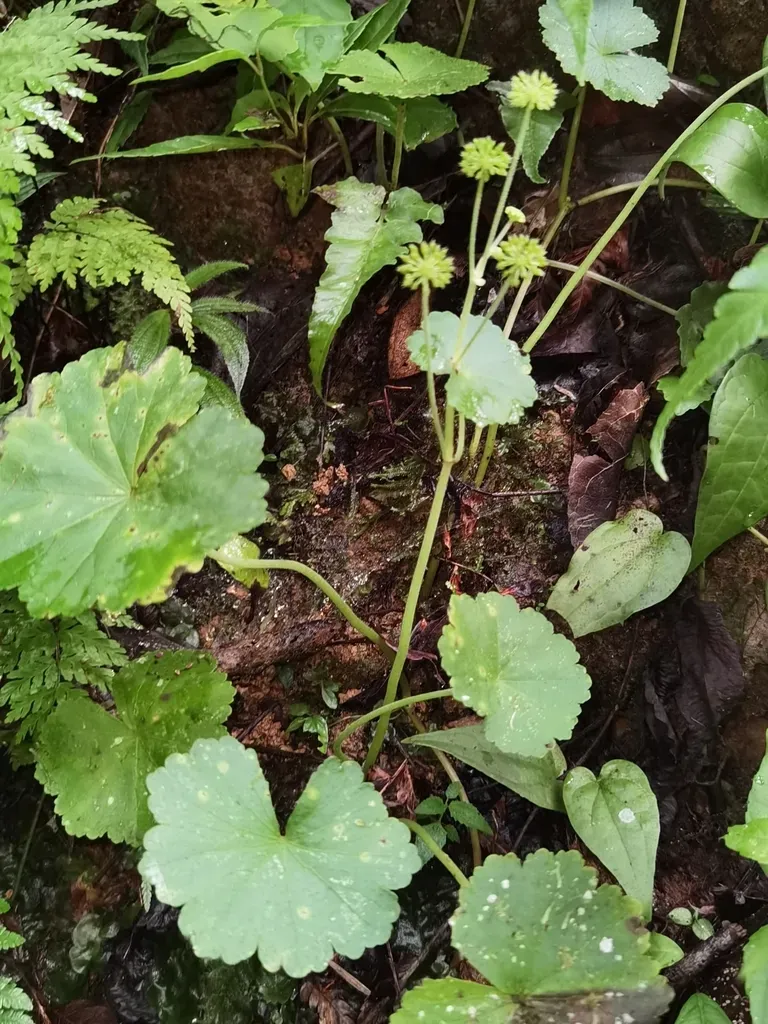 Hydrocotyle Mexicana