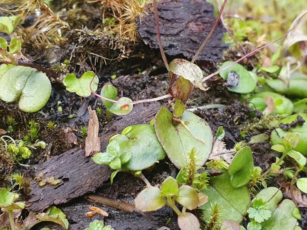 Corybas Hatchii
