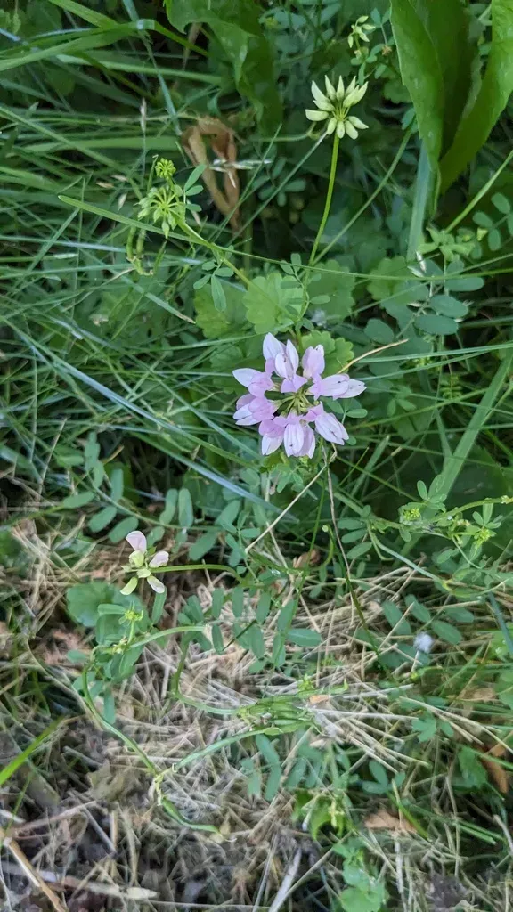 Crown Vetch