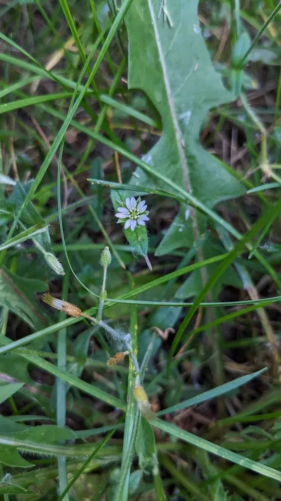 Mouse-ear Chickweed