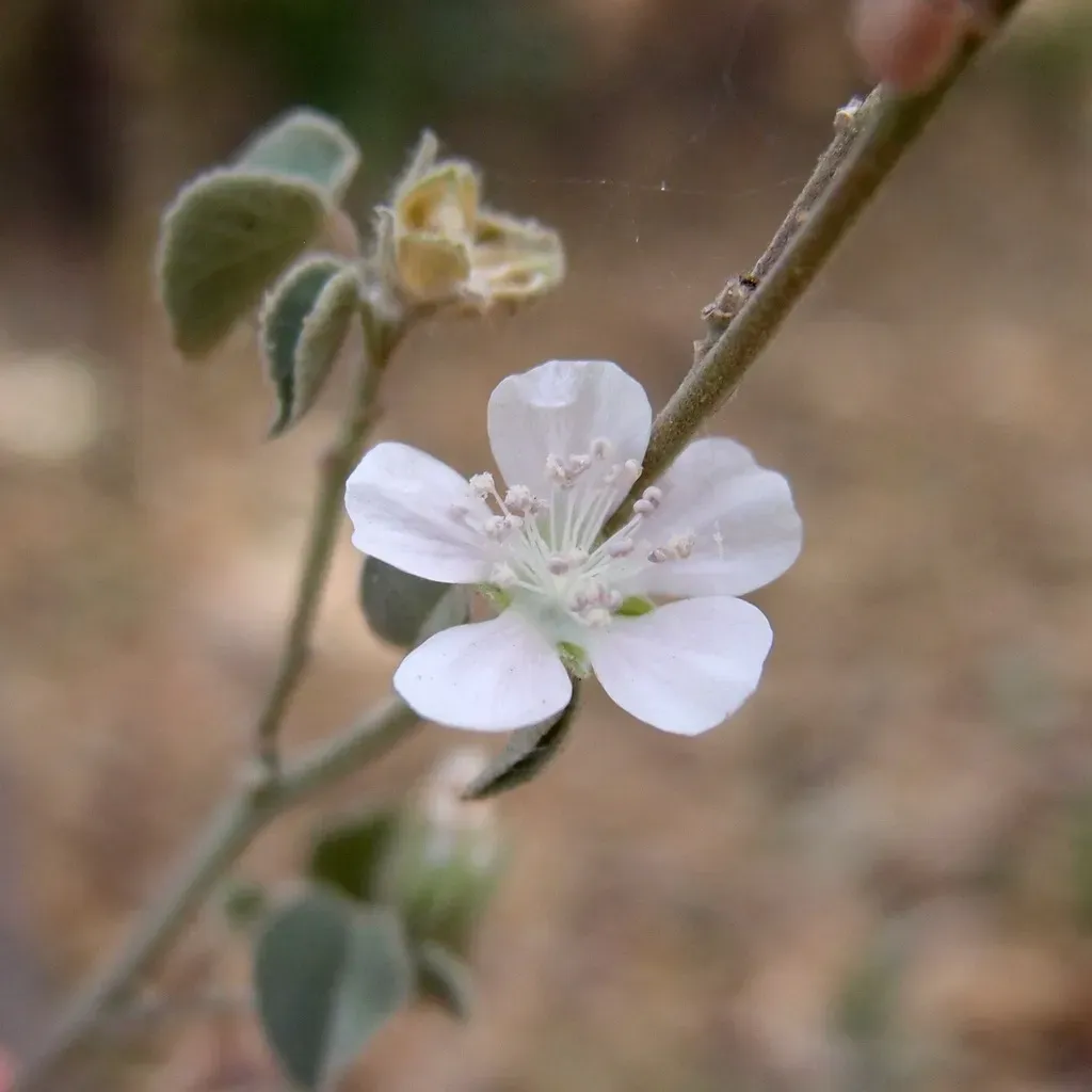 Bastardiastrum Cinctum