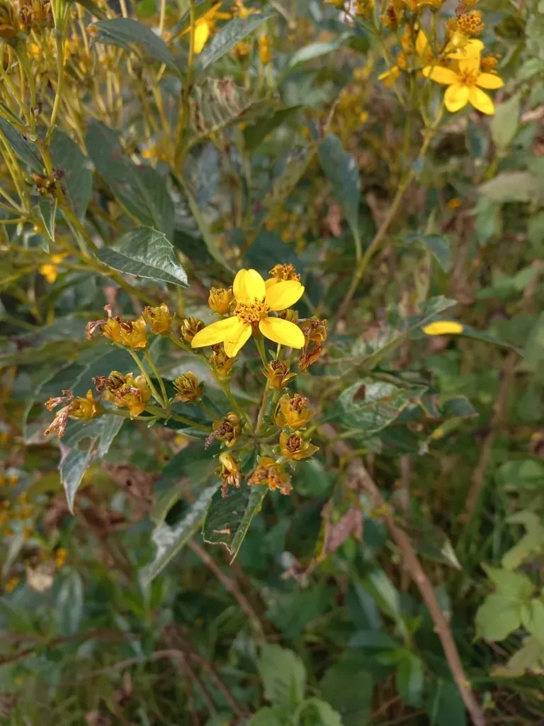 Electranthera Mutica